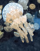 Jellyfish watercolor