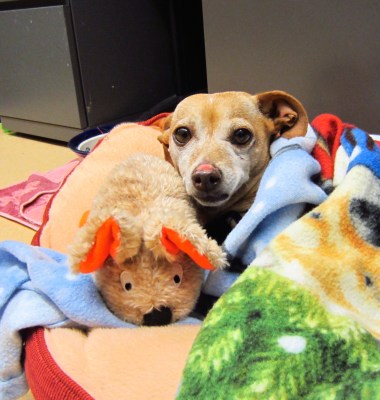 Peach in the blanket