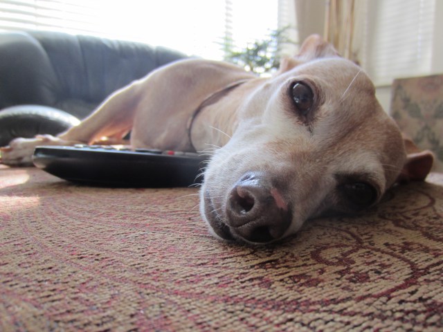 dog not loving the rain
