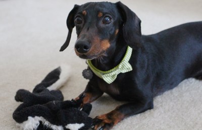 Bronnie. The newest family member