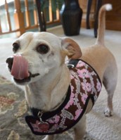 Peach looking for food