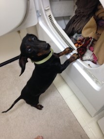 LeBron helping with the laundry