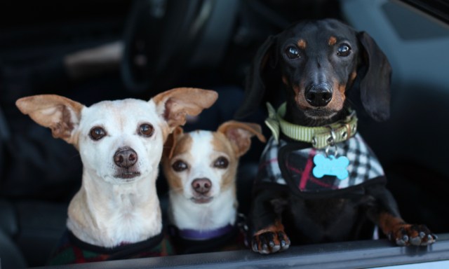 Dogs in the car