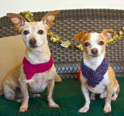 Peach and Elmo in their winter scarves