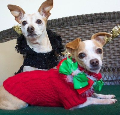 Peach and Elmo at Christmas
