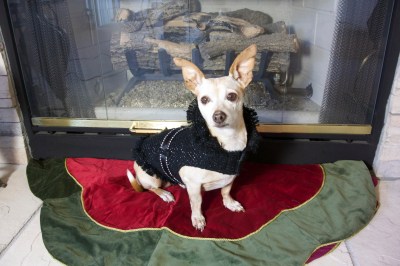 Peach by the fireplace