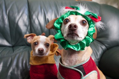 Peach with Wreath around her head