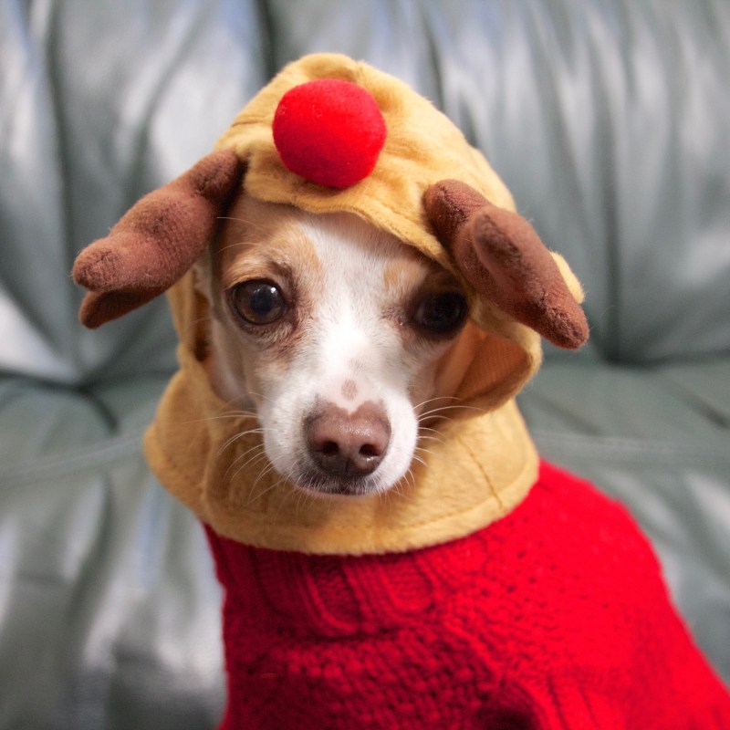 Elmo in reindeer antlers