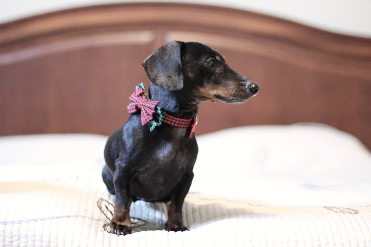 Bronnie the dachshund in his christmas outfit