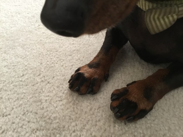 Brownie's striped feet