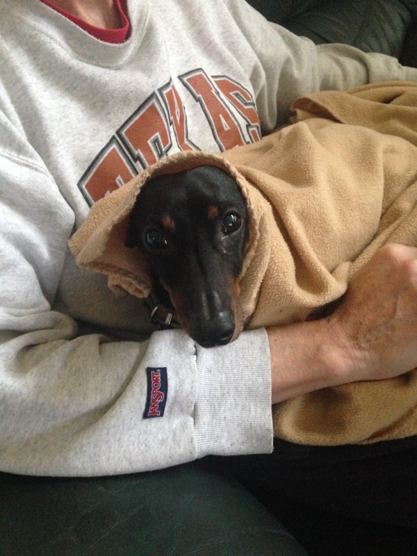 Bronnie the dachshund in a blanket