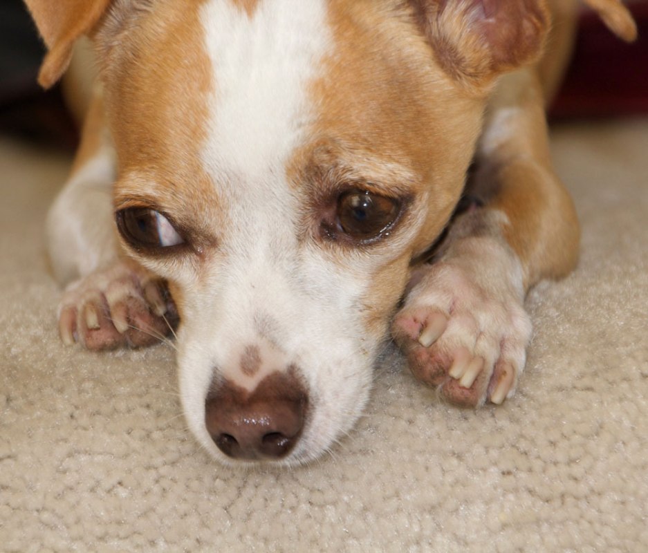 Elmo the chihuahua and his feet