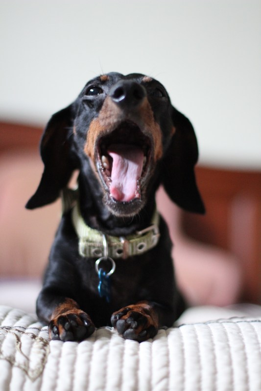 Bronnie the dachshund with his big mouth open