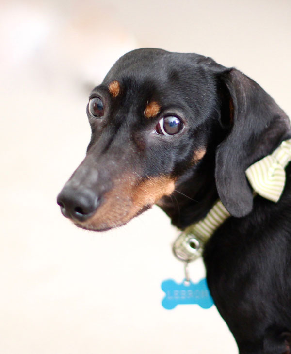 Close up of LeBron the dachshund.