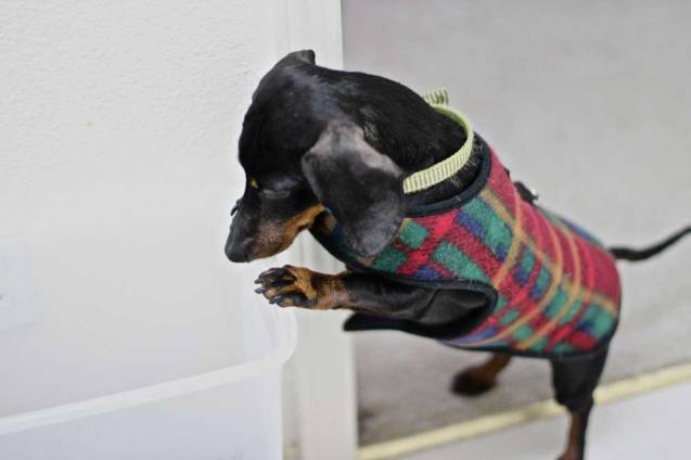 The dachshund nose has opened the food container