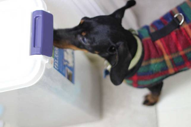 Bronnie using his nose to open the food bin