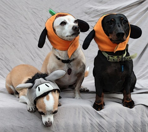 pumpkin_dogs.jpg