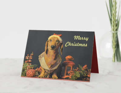 Dachshund wearing a santa hat, ready for christmas.